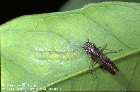 Adult glassy-winged sharpshooter next to egg blister on underside of leaf.