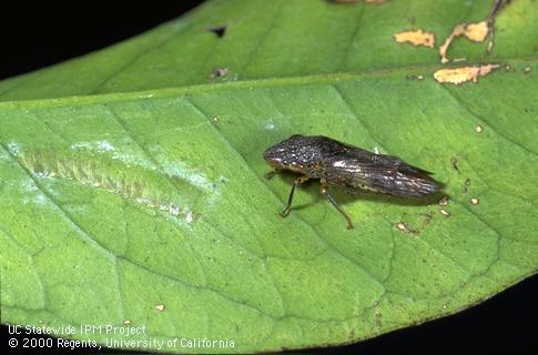 Adult glassy-winged sharpshooter next to egg blister on underside of leaf.