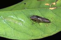 Glassy-winged sharpshooter female next to an egg mass laid under the epidermis of the lower leaf surface (on left).