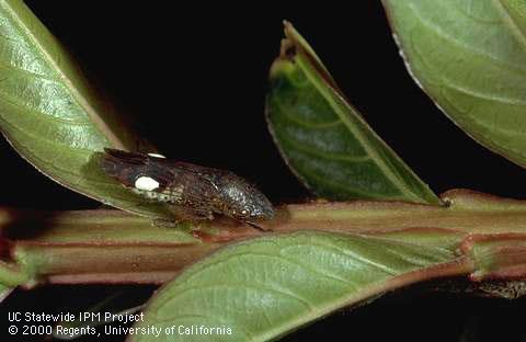 Glassy-winged sharpshooter leafhopper adult on a crape myrtle stem.