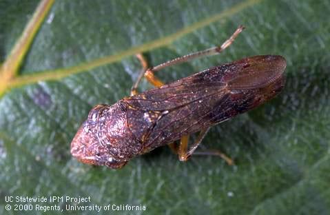 Glassy-winged sharpshooter leafhopper adult on a wine grape leaf.