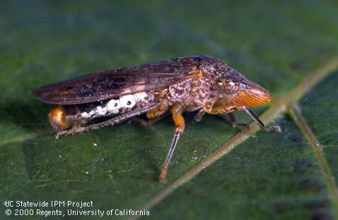 Glassy-winged sharpshooter leafhopper adult on a wine grape leaf.