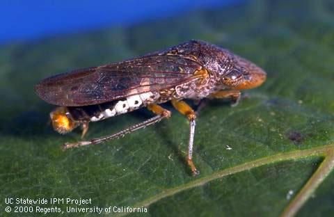 Glassy-winged sharpshooter leafhopper adult on a wine grape leaf.