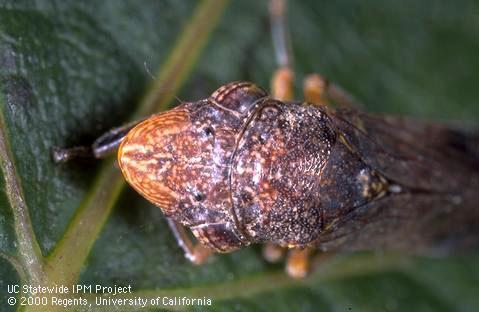 Glassy-winged sharpshooter leafhopper adult head and thorax.