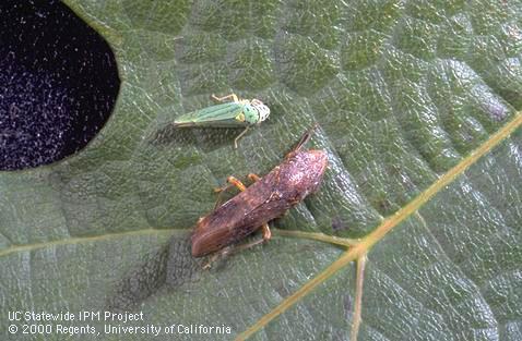 Adults of glassy-winged sharpshooter, <i>Homalodisca vitripennis</i> (bottom), and blue-green sharpshooter, <i>Graphocephala atropunctata</i>, on a grape leaf.