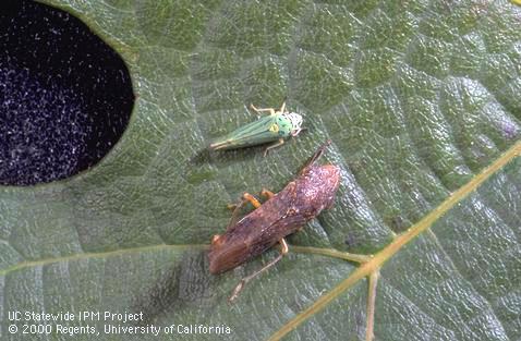 Adults of glassy-winged sharpshooter, <i>Homalodisca vitripennis</i> below, and blue-green sharpshooter, <i>Graphocephala atropunctata</i>, on grape leaf.