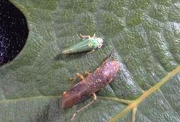 Adults of glassy-winged sharpshooter (below) and blue-green sharpshooter, both vectors of Xylella fastidiosa.