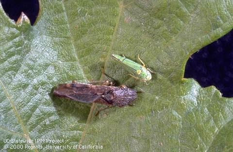 Glassy-winged (above) and blue-green sharpshooter adults on a grape leaf.