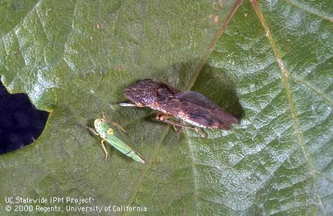 Glassy-winged (above) and blue-green sharpshooter adults on a grape leaf.