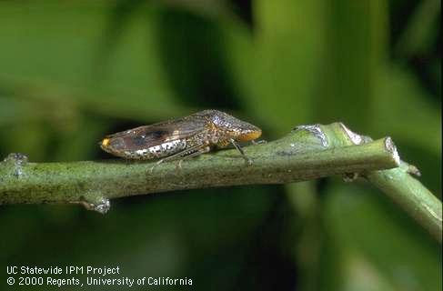 Glassy-winged sharpshooter adult on an orange stem.