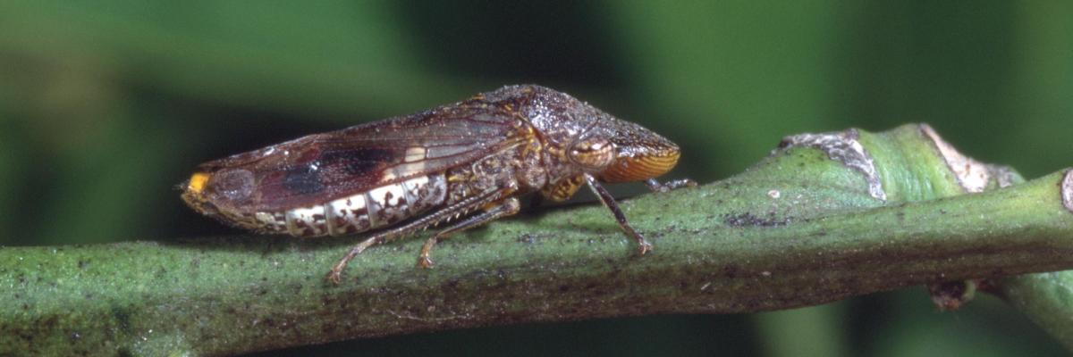 Glassy-winged sharpshooter leafhopper, a large dark-brown leafhopper, on orange stem.  Credit: Jack Kelly Clark, UC IPM