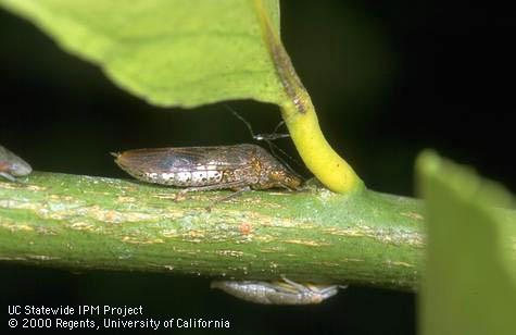 Glassy-winged sharpshooter, <i>Homalodisca vitripennis</i>, adult and nymph (underside of stem).