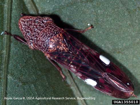 Adult glassy-winged sharpshooter, <i>Homalodisca vitripennis</i>, on grape leaf.