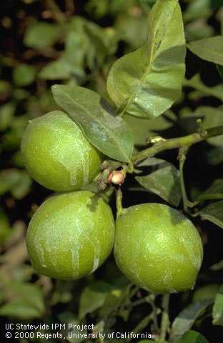 Chalky, white sharpshooter rain on lemon fruit and leaves from feeding of glassy-winged sharpshooters, <i>Homalodisca vitripennis</i>.