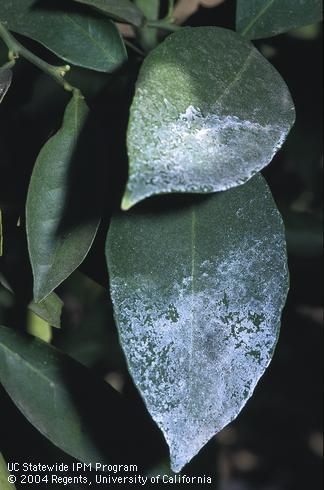 Leaves with white 'sharpshooter rain'--a coating of excrement from glassy-winged sharpshooter, <I>Homalodisca coagulata.</I> .