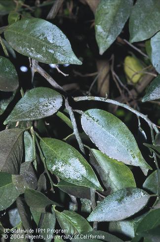 Leaves with white 'sharpshooter rain'--a coating of excrement from glassy-winged sharpshooter, <I>Homalodisca coagulata.</I> .