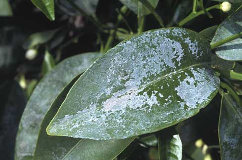 Leaves with white 'sharpshooter rain'--a coating of excrement from glassy-winged sharpshooter, <I>Homalodisca vitripennis.</I>.