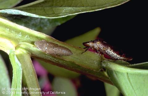 Adult (right) and nymph of glassy-winged sharpshooter, <i>Homalodisca vitripennis</i>.