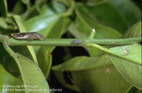 Glassy-winged sharpshooter adult (left) and nymph.