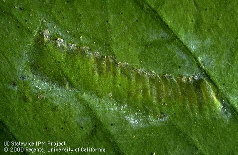 Egg blister of glassy-winged sharpshooter.