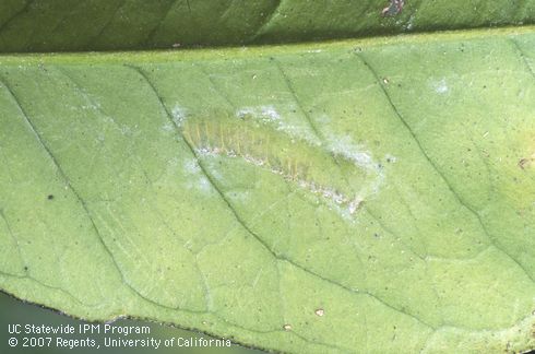 Raised lines of unhatched egg blister on underside of leaf, lifesize; from Ventura Co. Credit: Jack Kelly Clark, UC IPM
