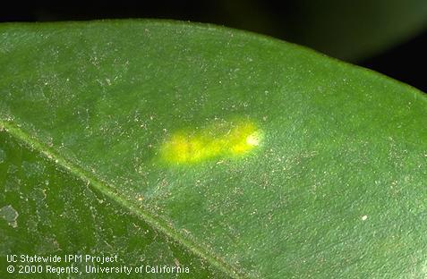 Glassy-winged sharpshooter egg blister.