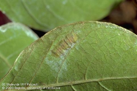 Glassy-winged sharpshooter, <i>Homalodisca vitripennis</i>, unhatched egg mass in a leaf.