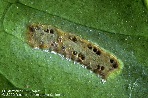 Eggs of glassy-winged sharpshooter, <i>Homalodisca vitripennis</i>, with round emergence holes of a <i>Cosmocomoidea</i> species parasitic wasp.