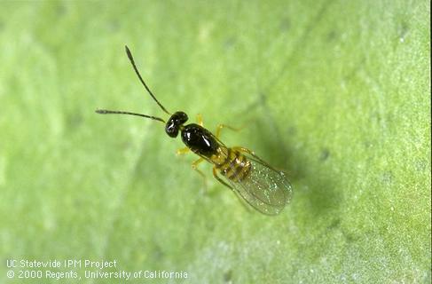 <i>Cosmocomoidea ashmeadi,</i> a glassy-winged sharpshooter egg parasite.