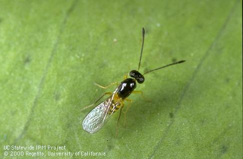 <i>Cosmocomoidea ashmeadi</i>, a glassy-winged sharpshooter egg parasite.