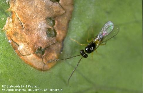 Adult Cosmocomoidea ashmeadi parasite and emergence holes in eggs of glassy-winged sharpshooter. 5x. Ventura Co. by JKC. Credit: Jack Kelly Clark, UC IPM