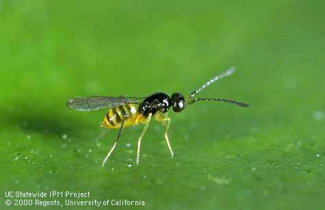 Adult parasitic wasp, <i>Cosmocomoidea ashmeadi</i>.