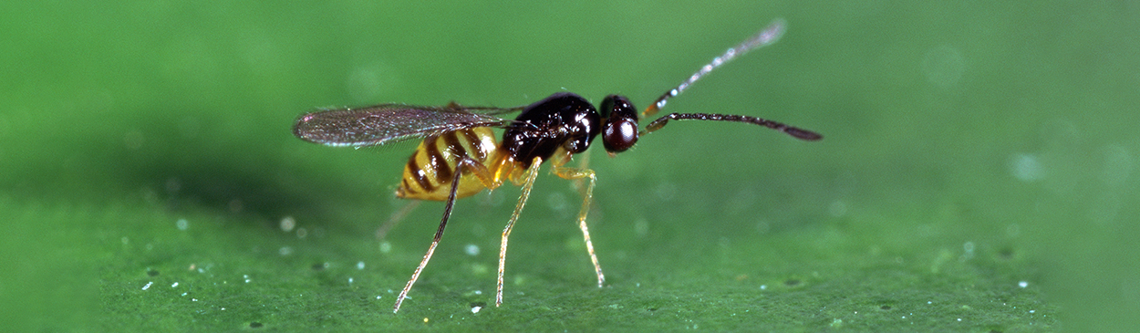 Adult <i>Cosmocomoidea ashmeadi</i>, an egg parasite of glassy-winged sharpshooter, <i>Homalodisca vitripennis</i>.