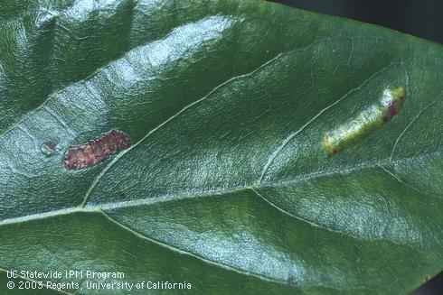 A brownish collapsed blister (left) of glassy-winged sharpshooter eggs, <I>Homalodisca coagulata,</I> after parasites have emerged, next to a pale green blister of other eggs (right) in a leaf.