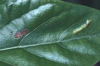 A brownish collapsed blister of glassy-winged sharpshooter eggs