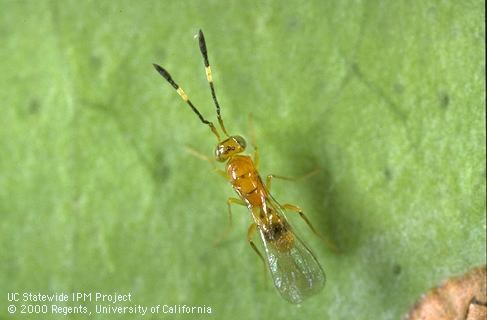 <i>Cosmocomoidea morrilli</i>, which in the field cannot be distinguished from <i>Cosmocomoidea walkerjonesi</i>. Both wasps are parasites of glassy-winged sharpshooter, <i>Homalodisca vitripennis</i>, eggs.