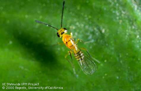 Adult female <i>Cosmocomoidea triguttatus,</i> an egg parasite of glassy-winged sharpshooter.