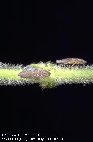 Glassy-winged sharpshooter nymphs on a sunflower seedling stem.