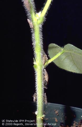 Glassy-winged sharpshooter nymphs on a sunflower seedling stem.