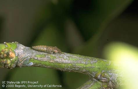 Glassy-winged sharpshooter nymph.