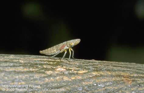 Glassy-winged sharpshooter nymph.