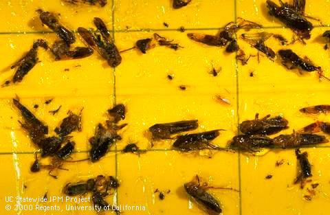 Adult glassy-winged sharpshooters, <i>Homalodisca vitripennis</i>, large leafhoppers caught in a yellow sticky trap.