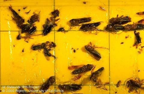 Glassy-winged sharpshooter leafhoppers caught in a yellow sticky trap.