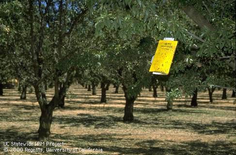 Yellow sticky trap for monitoring glassy-winged sharpshooter in almond orchard.