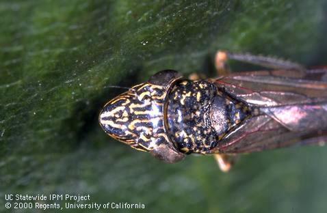 Close up of the head of a smoke tree sharpshooter leafhopper adult.