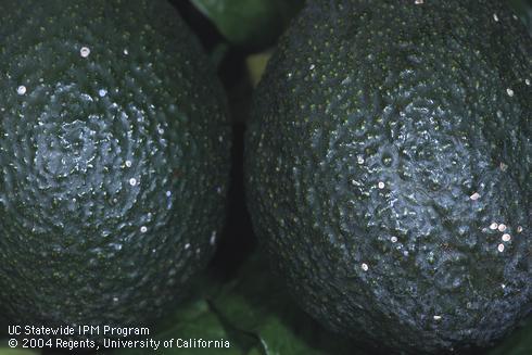 Pale adult female latania scales, <I>Hemiberlesia lataniae,</I> on avocado fruit. 