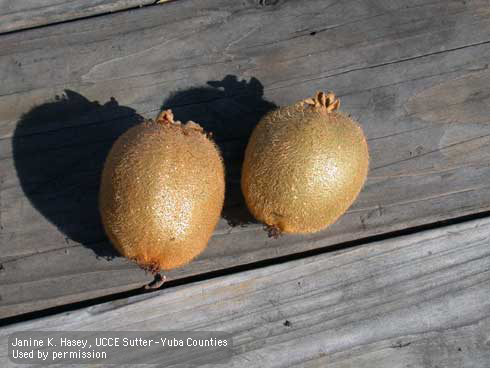 Adult latania scales,<i>Hemiberlesia lataniae,</i> on kiwi fruit.