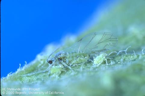 Winged adult mealy plum aphid and nymph.