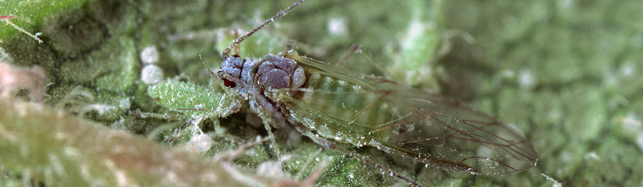 Winged adult mealy plum aphid.