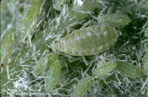 Colony of mealy plum aphid.